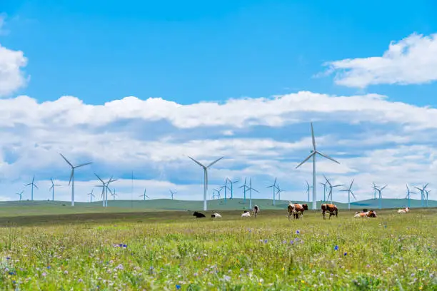 Wind farm and cattles on Huiteng Xile Grassland in Ulanqab, Inner Mongolia, China