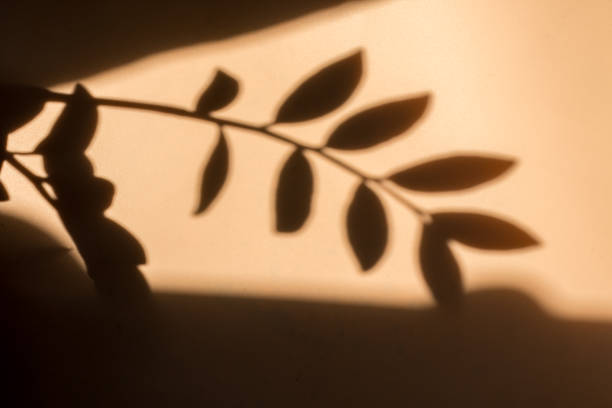 istock Shadow of leaves on a beige background, Wall light with shadows, shadow on beige wall background texture. 2108179975