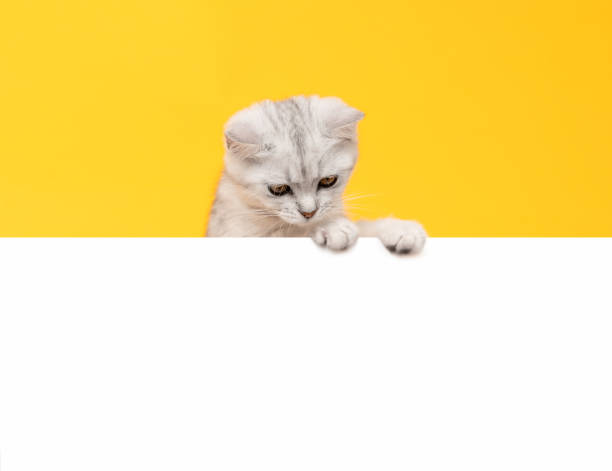 istock Small white kitten head with black stripes, paw up on blank white paper, cat Scottish fold breed on orange background. for advertising signs. 2108240758