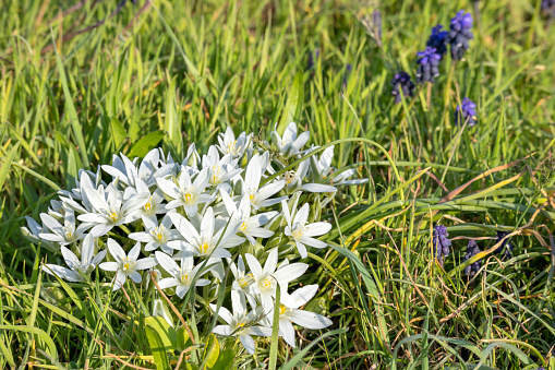 bunch of white flowers on a background of green grass the garden star of Bethlehem or grass lily is a species of the genus Ornithogalum in the asparagus family