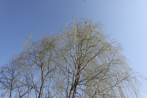 Weeping willow back lit by sunlight, close up of hanging branches with leaves