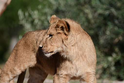 Lion cub in Werribee open range zoo Victoria Australia