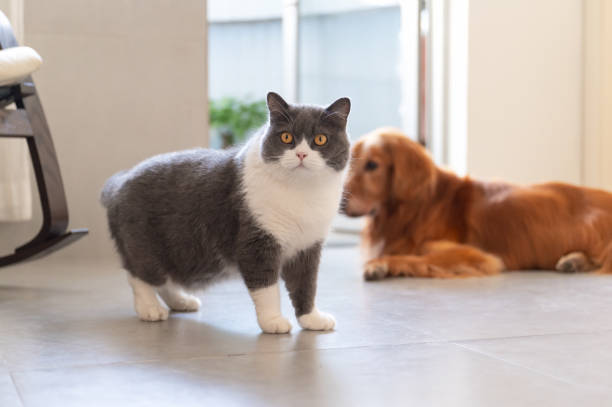 istock British Shorthair and Golden Retriever 2108317189