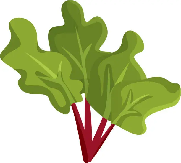 Vector illustration of Rhubarb Plant Vector Cartoon Illustration on White Background