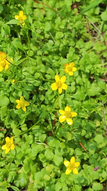 buttercup bloom in spring