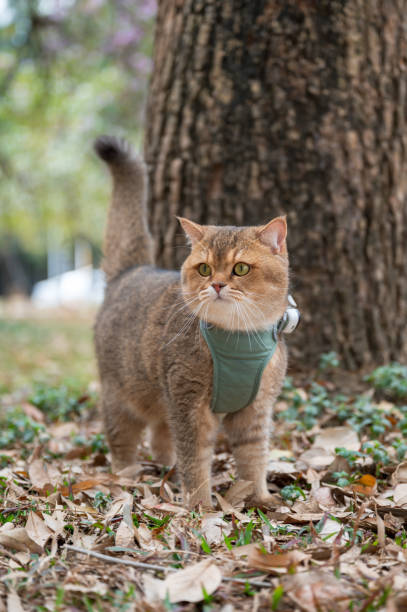 istock Yellow British shorthair cat in park grass 2108322442