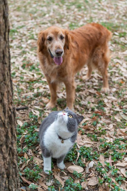 istock British shorthair cat and golden retriever together under a tree 2108322443