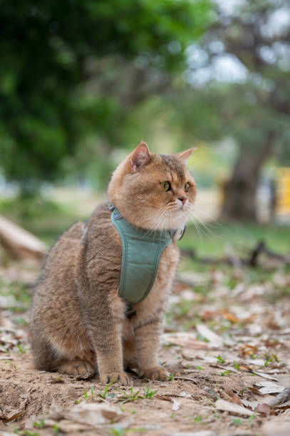 istock Yellow British shorthair cat in park grass 2108322751