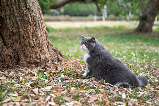 British shorthair cat on park grass