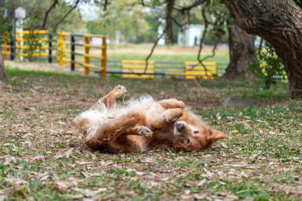 istock Golden Retriever rolls on grass in park 2108322969