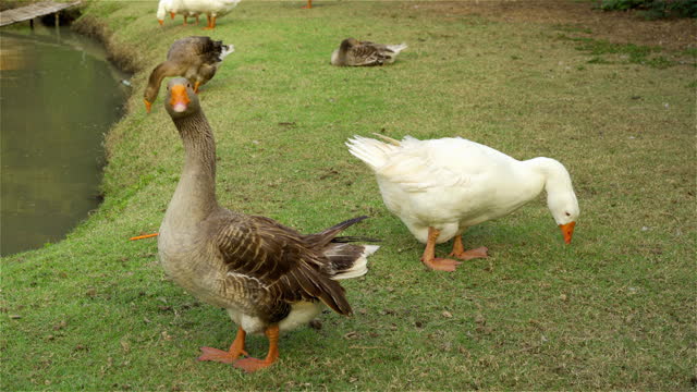 Ducks are walking near the pond and eating food.