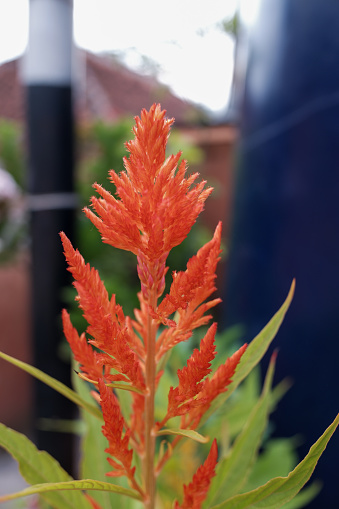 Red flowers of a plant with the scientific name Celosia cristata, in the background of a home garden.