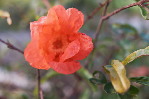 A red flower of a pomegranate plant, on a natural background.