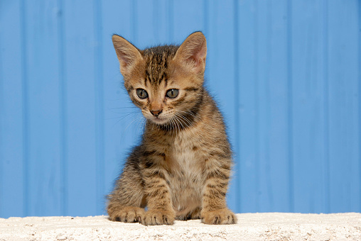 picture of a stray kitten on a wall