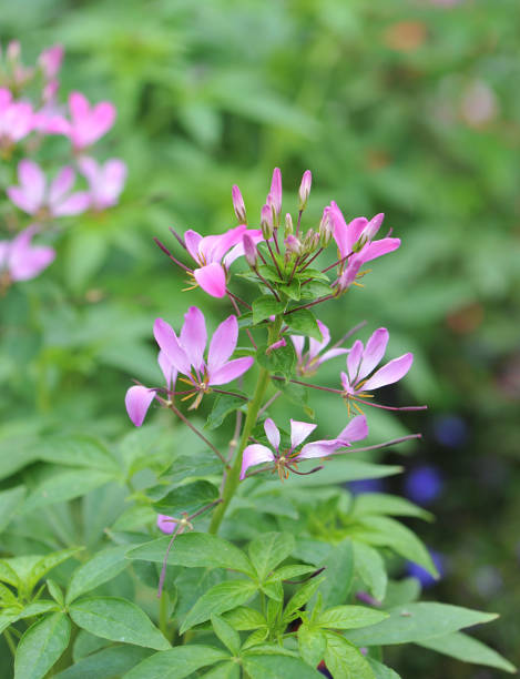 istock spider flower in garden center 2108418478