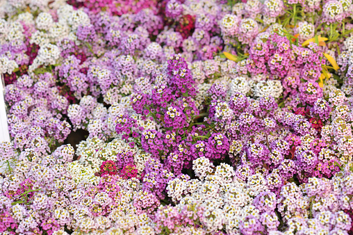 picture of a group of Alyssum flower