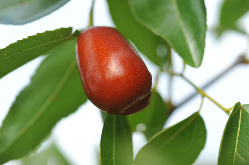 picture of a jujube in the jujubier