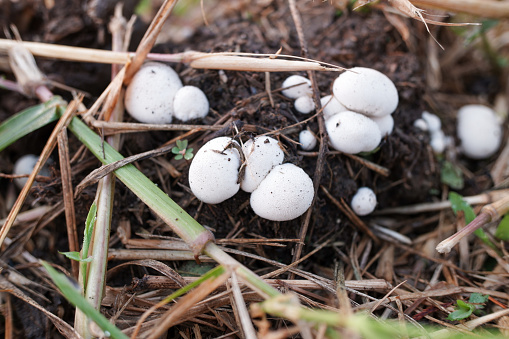 White button mushrooms (Agaricus bisporus, champignon, portobello, common mushroom).  with a background of wild grass.