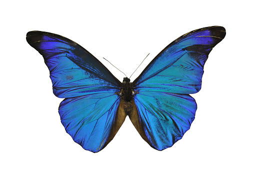Butterfly species Morpho godarti assarpai in studio