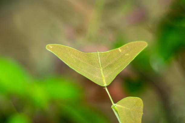 Dainty plant with a zigzag pattern and butterfly-shaped leaves. Red Butterfly Wing is a small plant with purple leaves that resemble flying butterflies