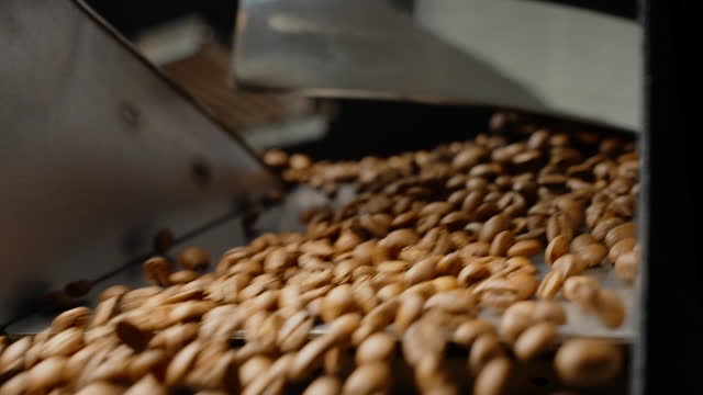 Coffee beans are being promoted on an industrial conveyor.