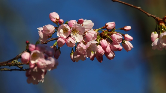 Small cherry blossoms in spring.