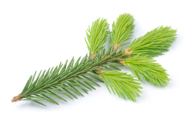 istock New Spruce Branch Isolated on White Background 2108475528