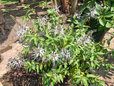 Orthosiphon aristatus or known as cat's whiskers is a plant from the Lamiaceae/Labiatae family.  This plant is one of the native Indonesian medicinal plants which has quite a lot of benefits and uses in treating various diseases