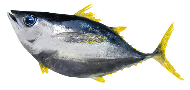 большой жирный голубой тунец с большими глазами (ретушь фотографий, иллюстрация в стиле персонажа) - tuna tuna steak raw bluefin tuna stock illustrations