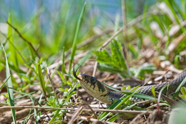 Most common snake in Czech republic.