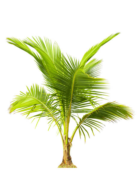 istock Young coconut tree ,Tropical coconut plant bush shrub green tree on isolated on white background with clipping path. 2108549321