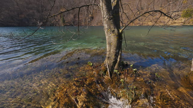 SLO MO Tilt Up Shot of Bare Tree and Flowing River at Plitvice Lakes National Park