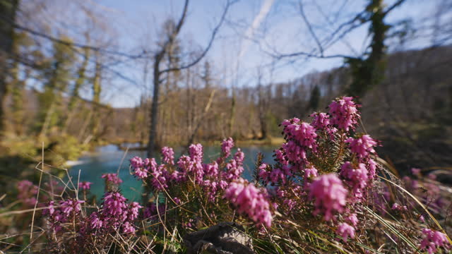SLO MO Pink Wildflowers Blooming on Lakeshore at Plitvice Lakes National Park