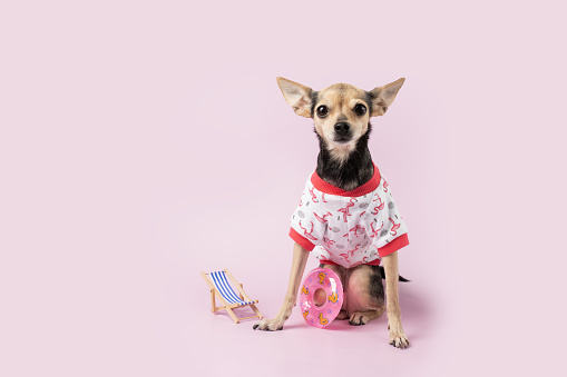 Summer pet journey, dog with suitcase and sunbed, pink background, tourist dog