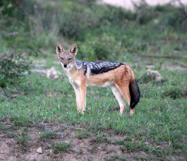 istock Eastern Black-backed Jackal (Lupulella mesomelas schmidti) looking inquisitively towards camera : (pix Sanjiv Shukla) 2108596751