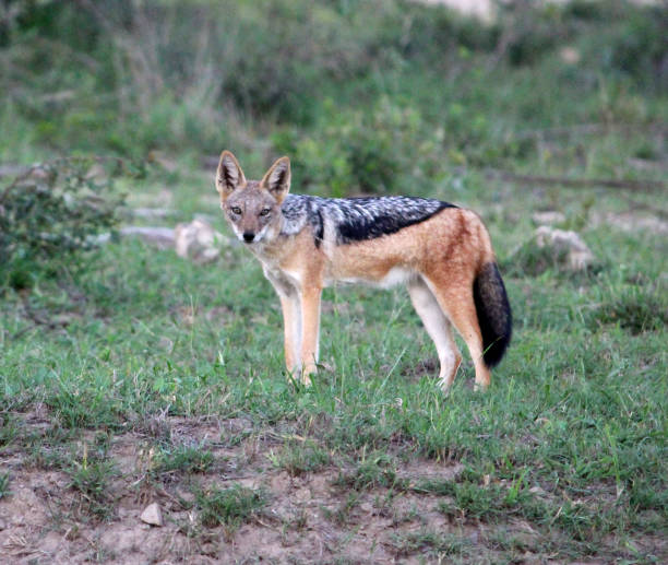 istock Eastern Black-backed Jackal (Lupulella mesomelas schmidti) looking inquisitively towards camera : (pix Sanjiv Shukla) 2108597278