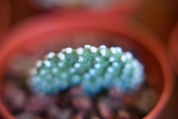 Green house plants potted, succulents
