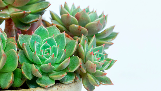 Succulent plant in the flower pot isolated on white background.