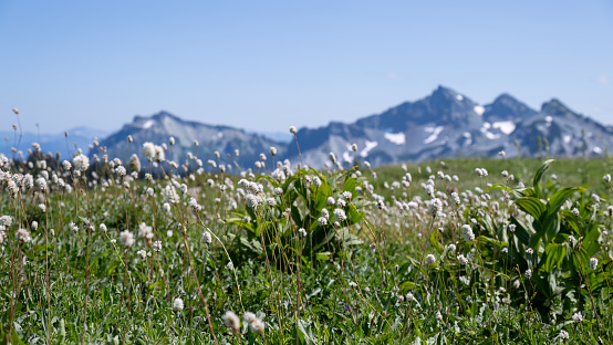 White wildflowers at Skyline Trail. Mountains in the background. Mount Rainier National Park. Washington State.