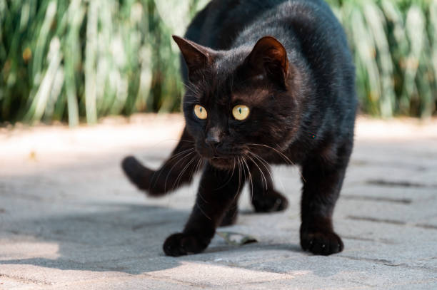 istock A vigilant black cat in the park 2108630444