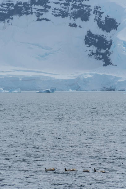 istock Killer whales in the Antarctic 2108637650