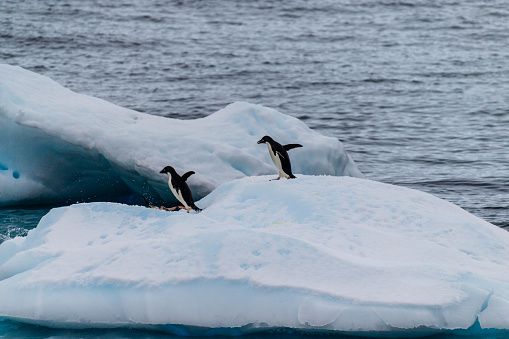 A group of Adelie Penguins - Pygoscelis adeliae- standing on an iceberg near Prospect point, along the Antarctic Peninsula