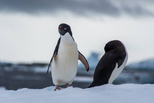 istock Adelie Penguin standing on an iceberg 2108637673