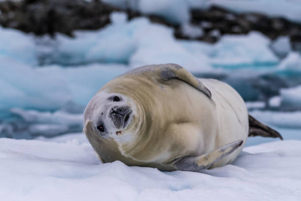 istock Crabeater Seal resting on a sheet of ice 2108637690