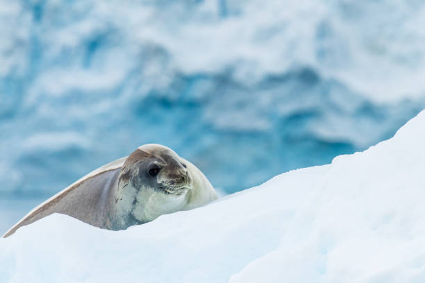 istock Close-up of a Weddell seal 2108637964