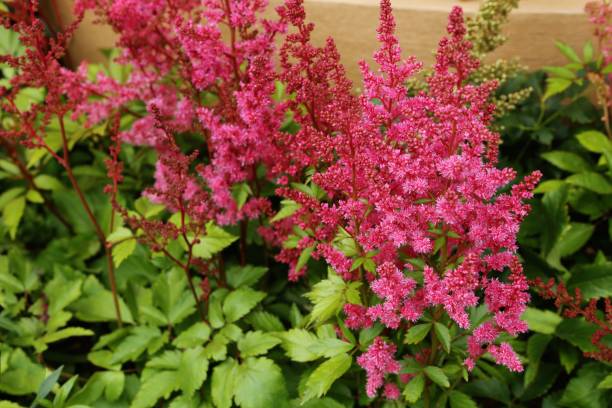 Astilbe chinensis var. pumila