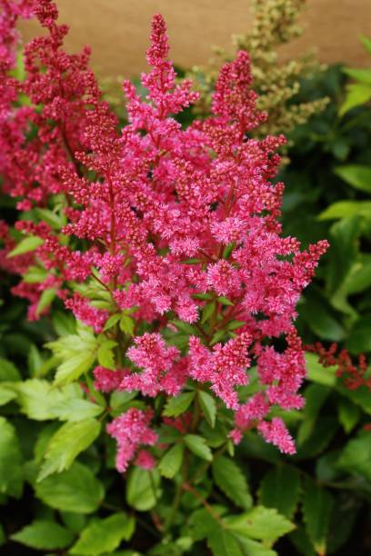 istock Astilbe chinensis var. pumila 2108650139