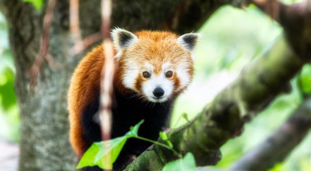 istock Portrait of a Red Panda 2108673425