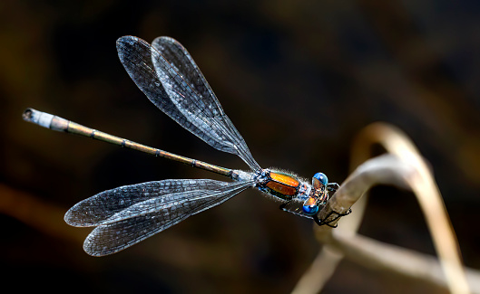 Close-Up of a male Emerald Damselfly (Lestes Sponsa) holding on to a straw