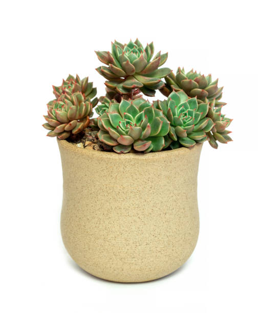 istock Succulent plant in the flower pot isolated 2108681073